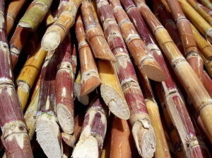 Brazil's top commodities: Sugar is widely cultivated in Brazil and exported as raw sugar.