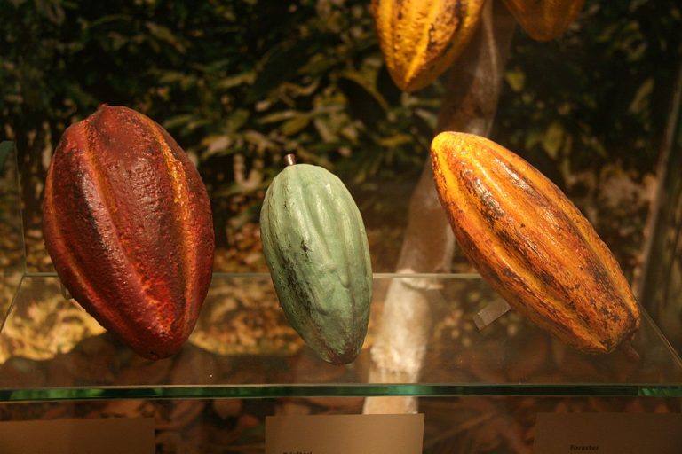 What Are The Main Varieties Of Cocoa Beans? Commodity Trading Guru