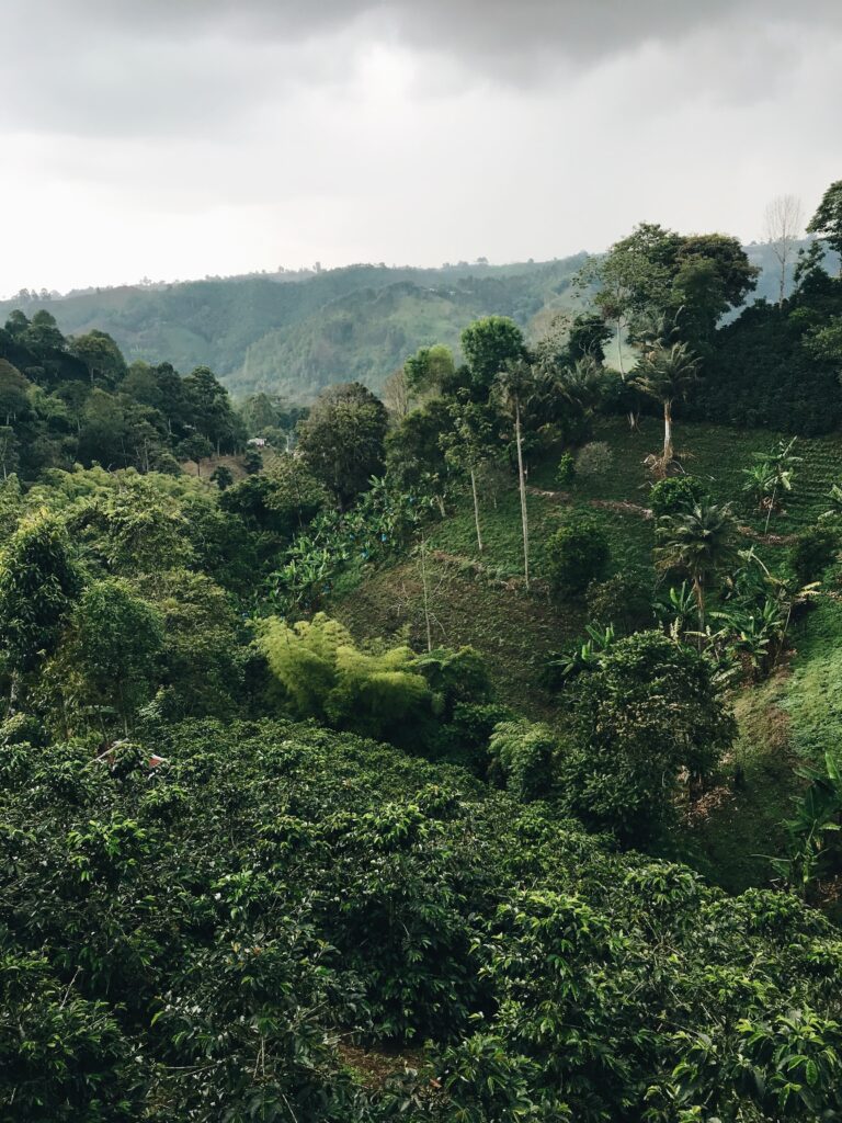 how-to-land-green-coffee-trading-jobs-coffee-plantation