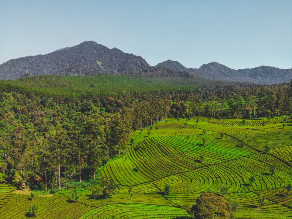 deforestation-in-the-production-of-tea-lembang-west-bandung-regency-west-java-indonesia