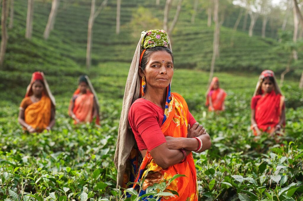 deforestation-in-the-production-of-tea-women-pickers