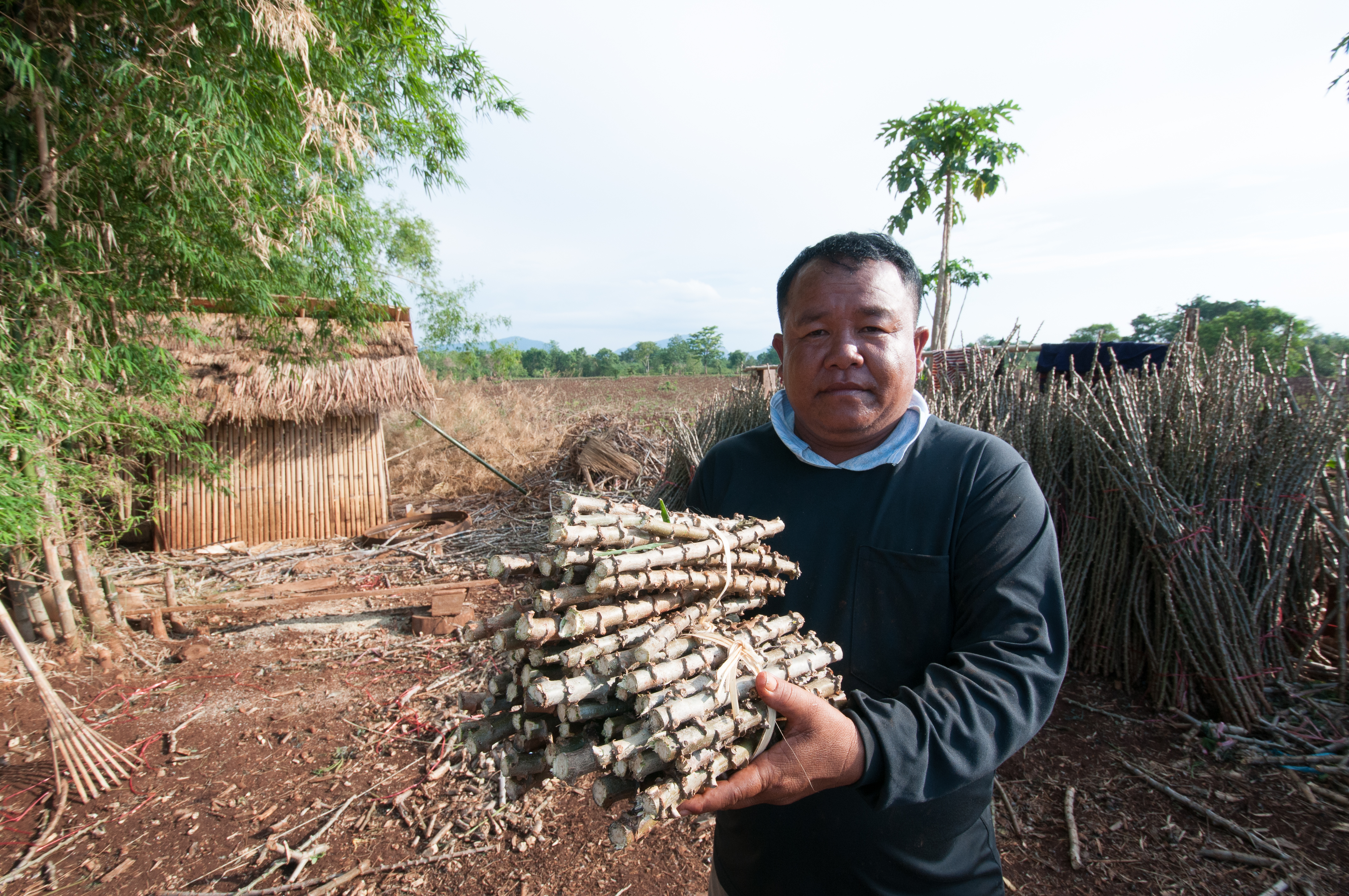 intro-cassava-yuca-mandioca-manioc-cassava-stakes-for-planting-lao-pdr