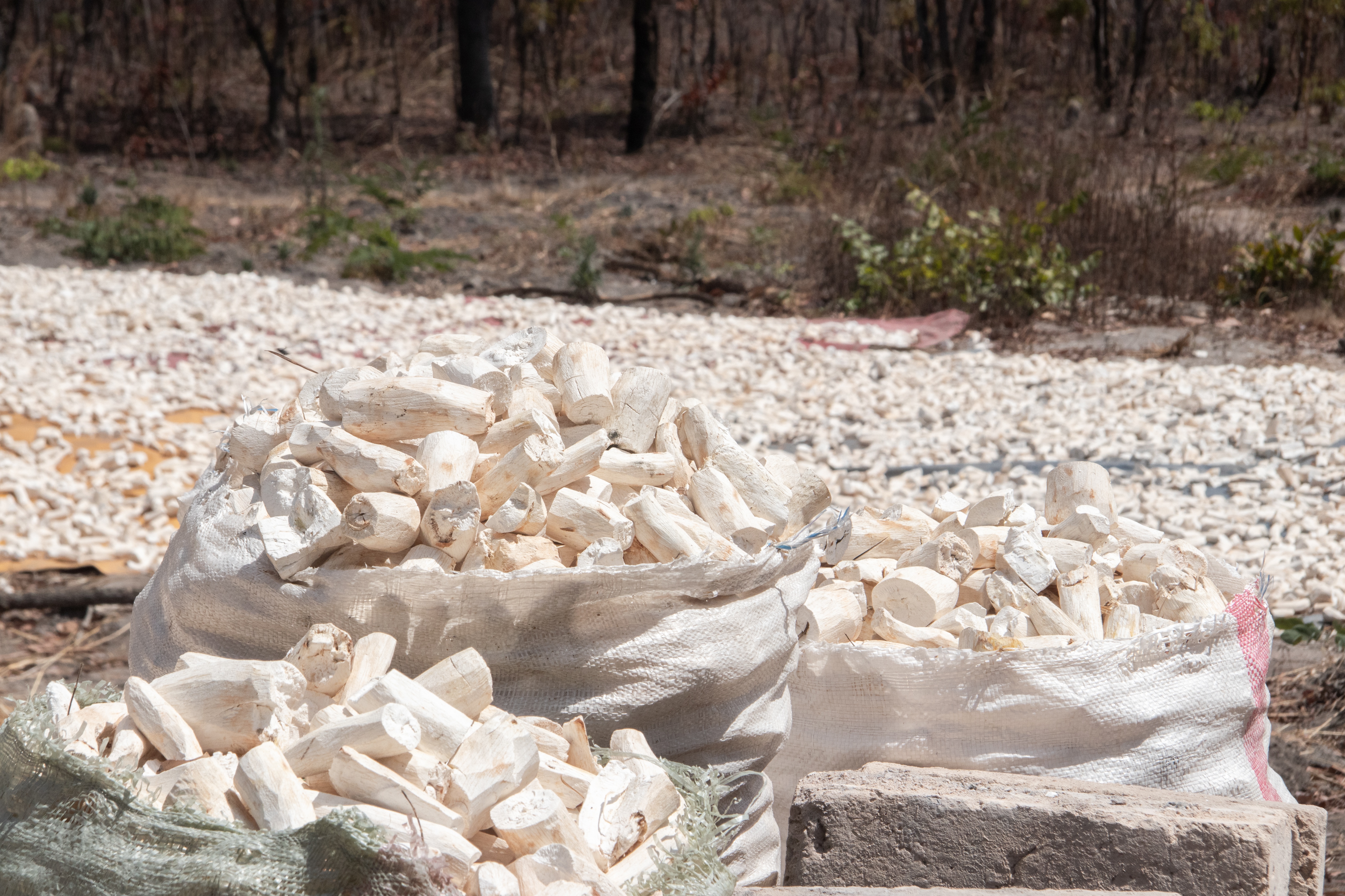 intro-cassava-yuca-mandioca-manioc-dried