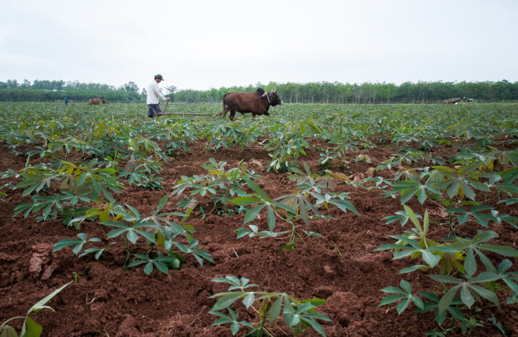intro-cassava-yuca-mandioca-manioc-farmers-plowing-land-vietnam