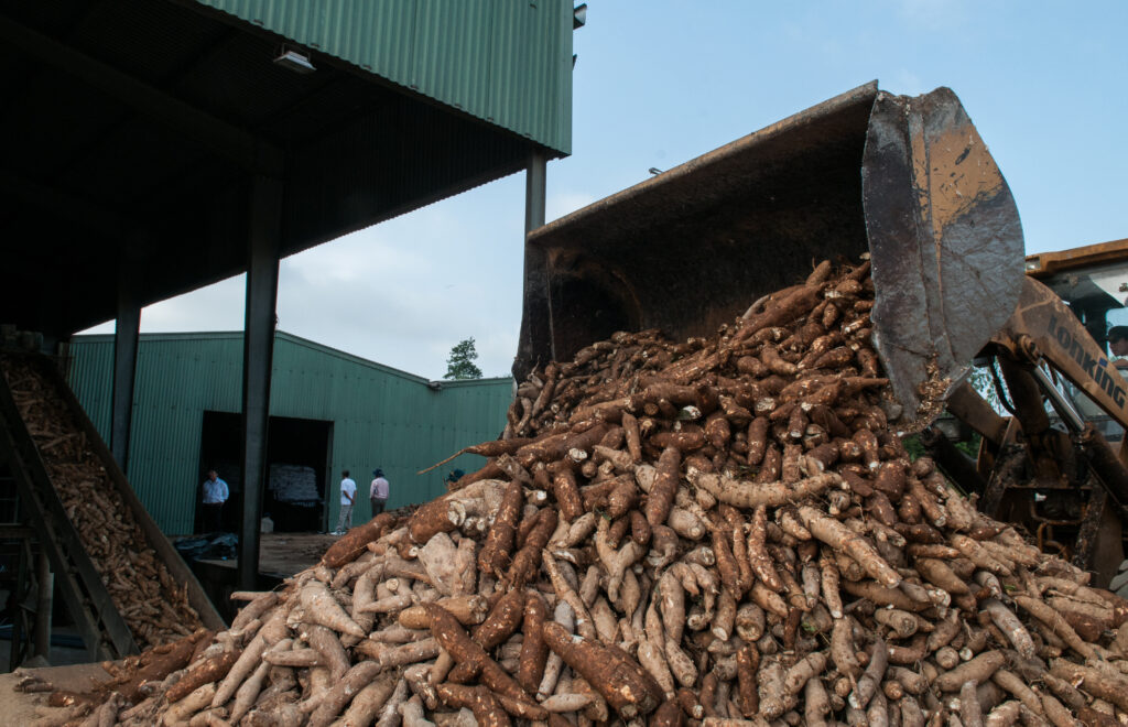 intro-cassava-yuca-mandioca-manioc-stocks-processing-quang-binh-vietnam