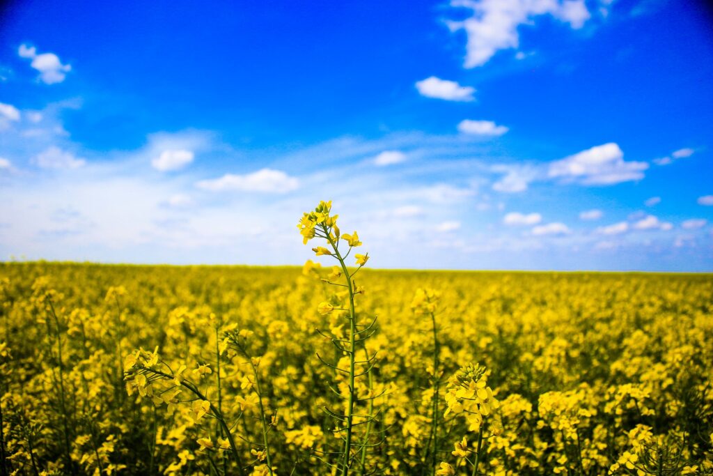 biodiesel-production-rape-seed-field