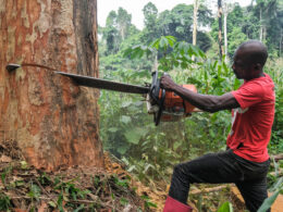 Afromosia tree cutting in the surroundings of Yanonge - DRC.