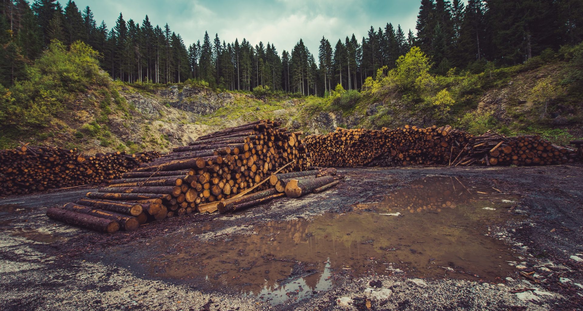 sustainable-timber-conservation-vs-economic-demands-logs