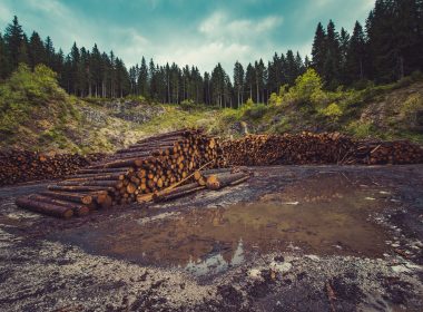 sustainable-timber-conservation-vs-economic-demands-logs