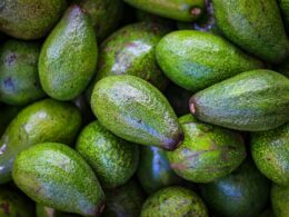 avocado-trading-101-production-harvest-and-distribution-fruits