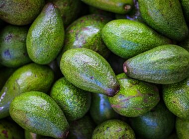 avocado-trading-101-production-harvest-and-distribution-fruits